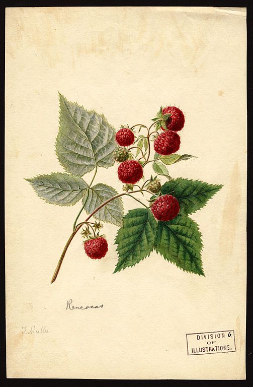 Razzleberry Guide 